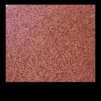 گندم اصلاح شده بذری