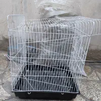 خرگوش لوپ + قفس|موش و خرگوش|دورود, |دیوار