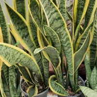 گل آپارتمانی