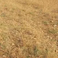 فروش زمین ۱ هکتار|فروش زمین و ملک کلنگی|ماکو, |دیوار