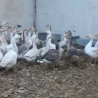 غاز و غوغاز تخم گذار از ۱۳۰۰ تا ۱۵۰۰|حیوانات مزرعه|صباشهر, |دیوار