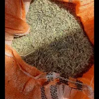محصول کشاورزی