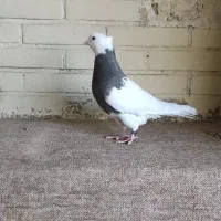 کبوتر طوقی نر سرکه ای|پرنده|فولادشهر, B1|دیوار