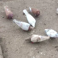 کبوتر|پرنده|املش, |دیوار