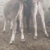 گاو شیری