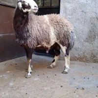 گوسفند بره قوچ های آنتیک ناب کیلویی۳۵۵|حیوانات مزرعه|ملایر, |دیوار