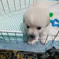 سگ پودل کراس مالتیز فقط8500|سگ|کرج, فاز ۴ مهرشهر|دیوار