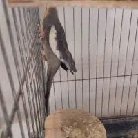 یک جفت عروس هلندی