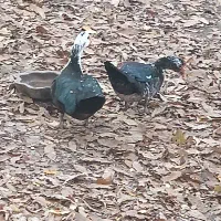 اردک اسرائیلی جفت به شرط