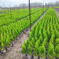 کاج کامیس نوکدار زعفرانی سبز سرطلا سایز4