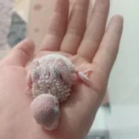 مرغ عشق با قفس|پرنده|باقرشهر, |دیوار