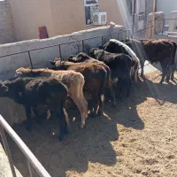 گوساله محلی برای پروار درجه یک|حیوانات مزرعه|کوهدشت, |دیوار