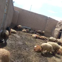 میش و بره