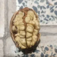 گردو