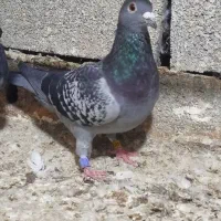 گرفتنی مسافتی