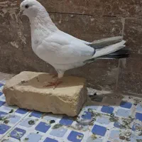 کبوتر|پرنده|زارچ, |دیوار