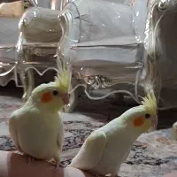 عروس هلندی لوتینو