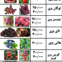 نهال بلوبری و رزبری و بلکبری و بیش از ۳۰ مدل بری|گل و گیاه طبیعی|ساری, |دیوار