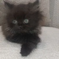 گربه بیریتیش لانگ هیر