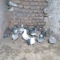 کبوتر|پرنده|تربت جام, شهید غلام زاده|دیوار