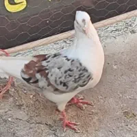 کبوتر|پرنده|الشتر, |دیوار