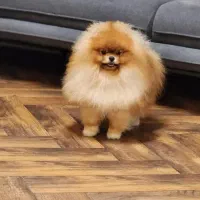 سگ توله پامرانین پامر خرسی pomeranian کیفیت بالا|سگ|تهران, آسمان|دیوار