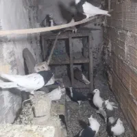 ۱۷ عدد کفتر رنگه خوشگل