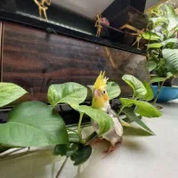 جوجه عروس هلندی تاج پرنسس سینه پر در محیط طبیعی|پرنده|فردیس, شهرک شهید حسینی|دیوار