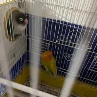 طوطی برزیلی مولد