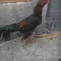 خروس لاری|حیوانات مزرعه|بجنورد, |دیوار