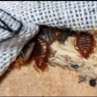 سمپاشی تضمینی ساس سوسک کنه۱۰۰٪(رسالت پنچتن گلشهر )