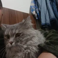 گربه پرشین دلفینی