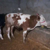 گوساله سیمینتال نر|حیوانات مزرعه|کرمانشاه, |دیوار