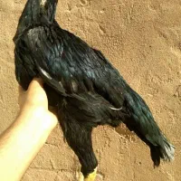 مرغ لاری نسل دار