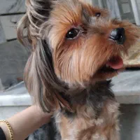 فروش سگ شیتزو|سگ|نکا, |دیوار