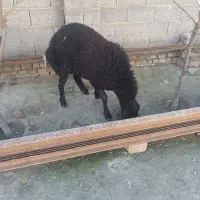 2عدد گوسفند چاق(نر)|حیوانات مزرعه|سیمین شهر, |دیوار