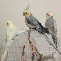عروس هلندی رام و دستی طوطی سخنگو متن بخون حتما