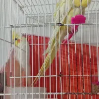 عروس هلندی|پرنده|شیروان (خراسان), |دیوار