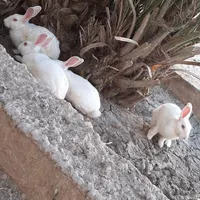 خرگوش خشکل وبازی گوش|موش و خرگوش|خرمشهر, |دیوار