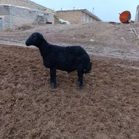 قوچ قره قزل افشار موسیم