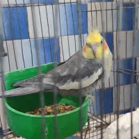 دوتا عروس هلندی سخن گو فروش