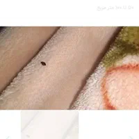 سم پاشی ساس سوسک سمپاشی گال کک کنه تضمینی|خدمات نظافت|مشهد, کوی سیدی|دیوار