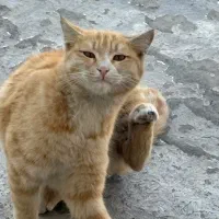 گربه واگذاری رایگان