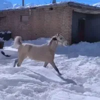 اسب مادیون|اسب و تجهیزات اسبسواری|پادنا, |دیوار