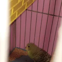 جوجه مرغ عشق