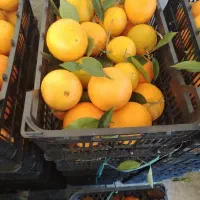 پرتقال تامسون چیده سبد زده