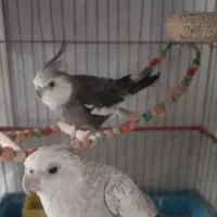 جفت عروس  و جوجه