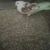پرنده