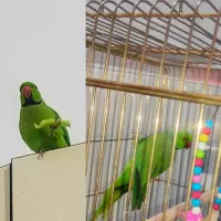 طوطی گمشده و به شدت ترسو