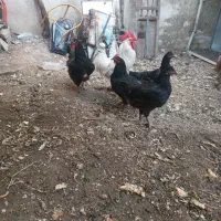 مرغ وخروس